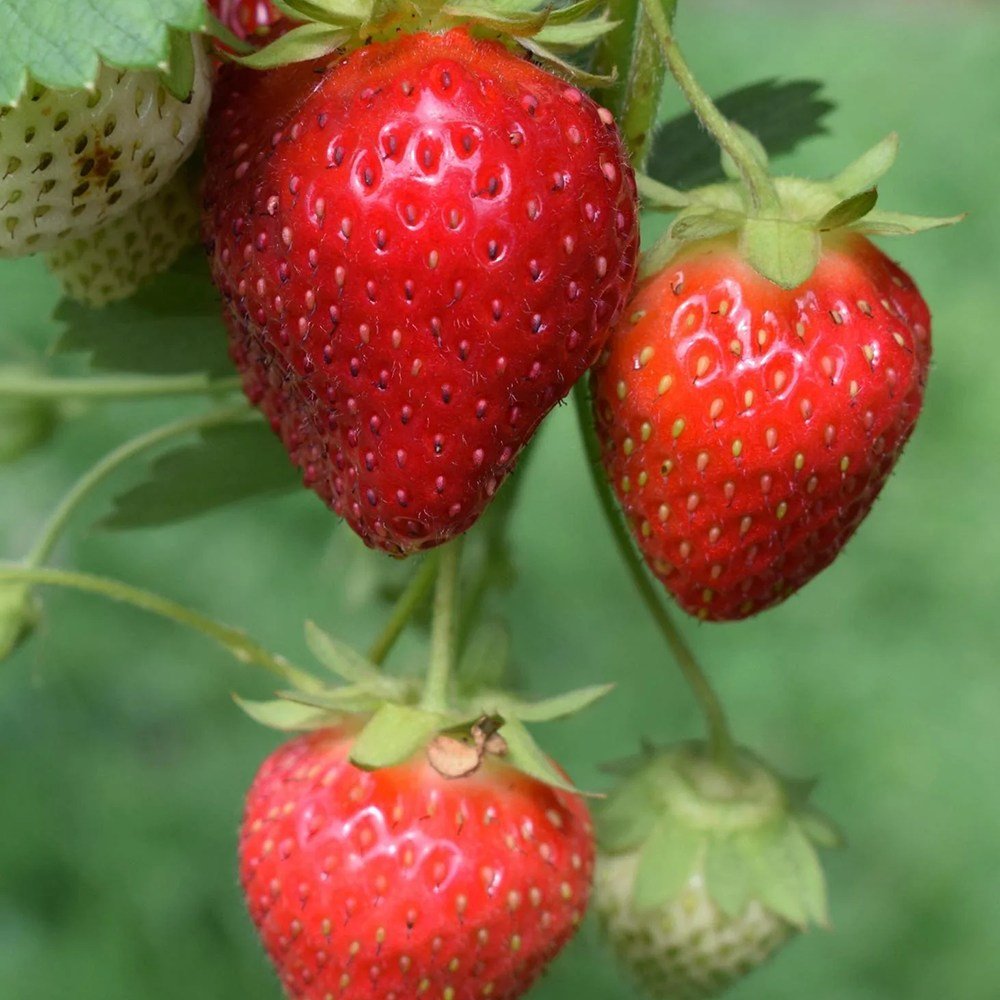 Capsun Eve's Delight (Fragaria ananassa), cu fructe dulci aromate