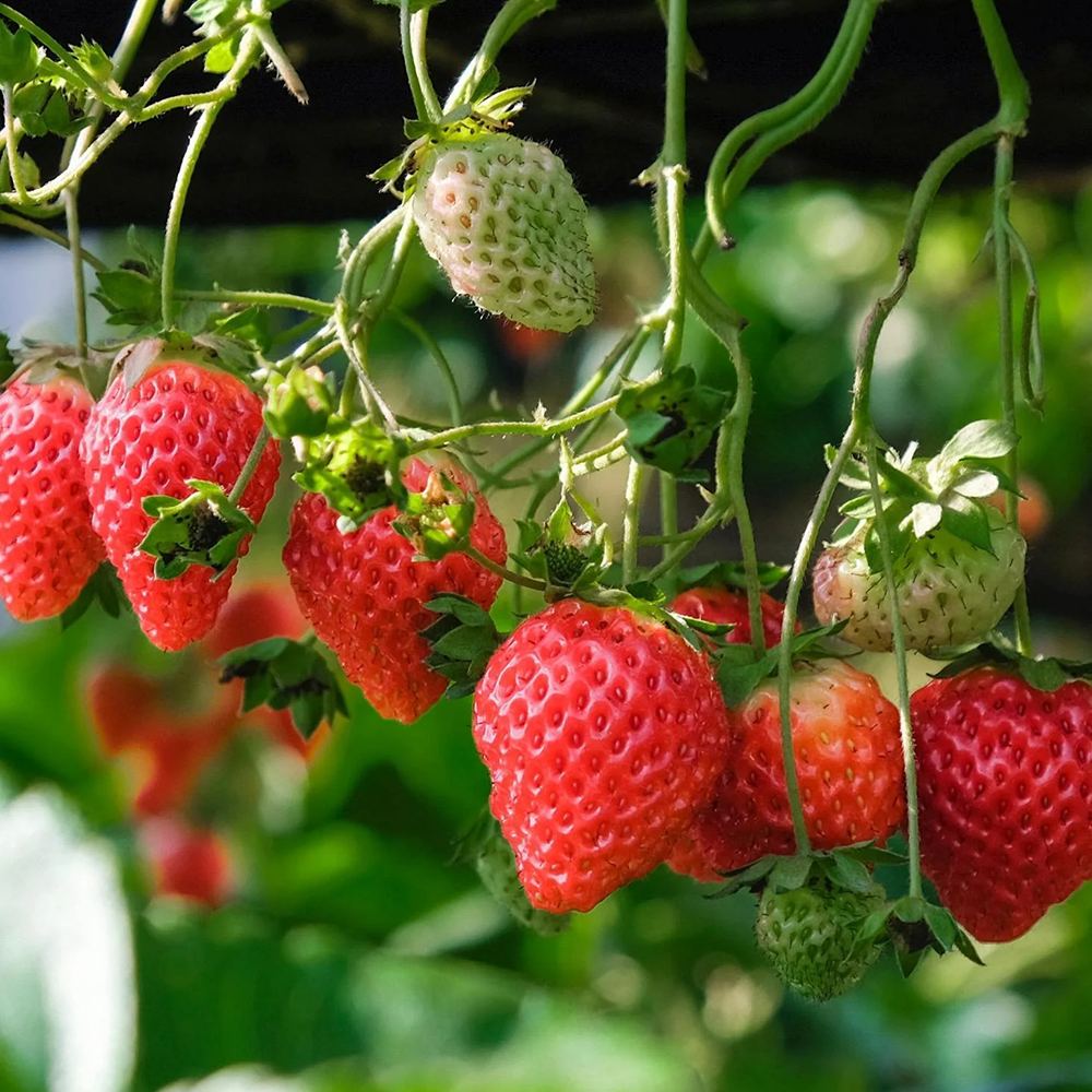 Capsun Eve's Delight (Fragaria ananassa), cu fructe dulci aromate