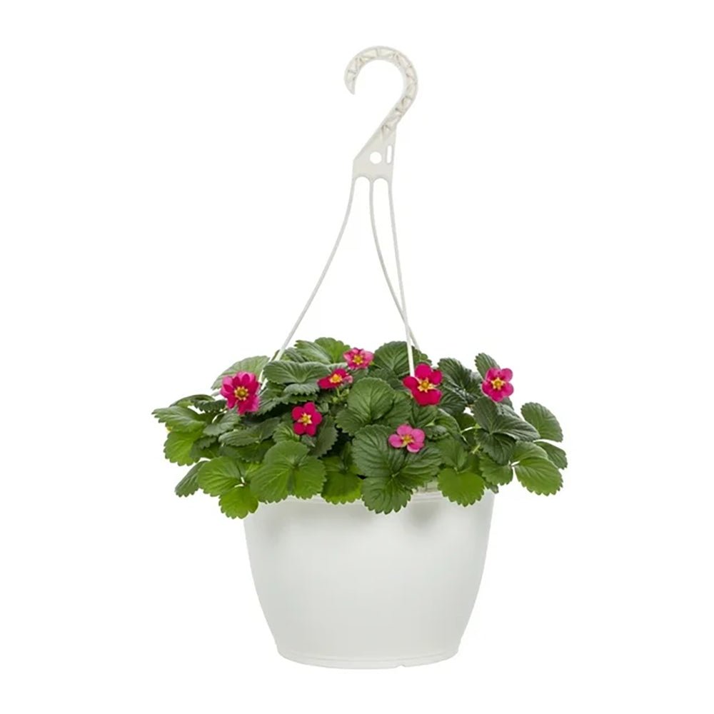 Capsun Mara Des Bois, cu fructe dulci