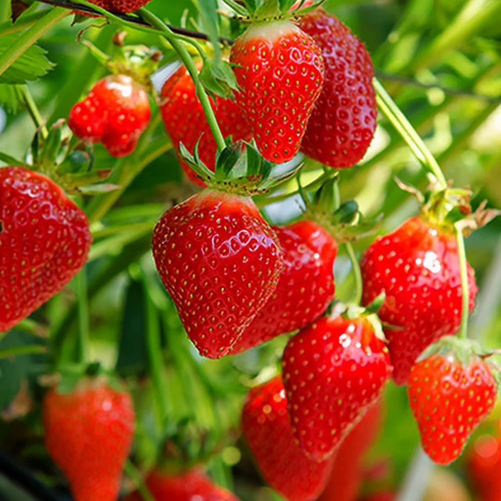 Capsun Mara Des Bois, cu fructe dulci