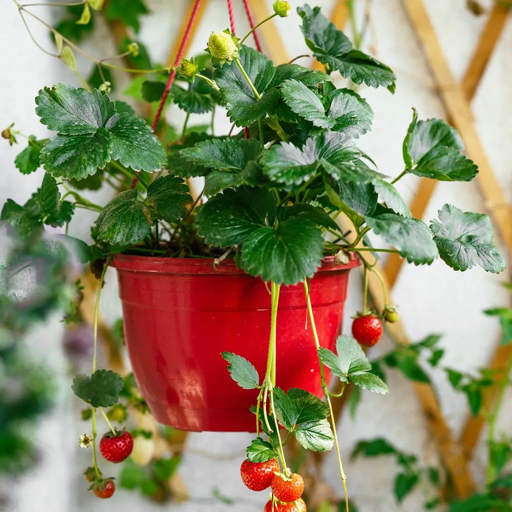 Capsun Mara Des Bois, cu fructe dulci