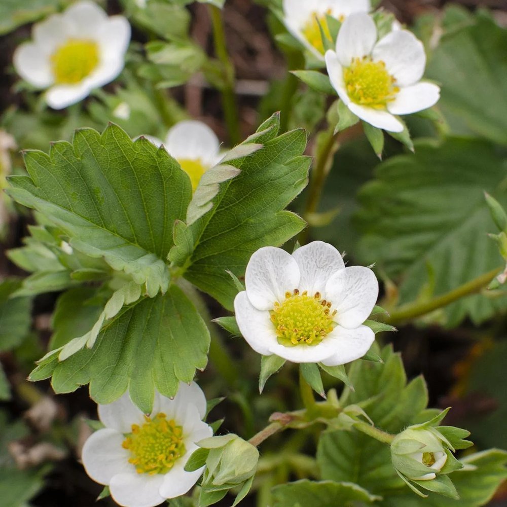 Capsun Mara Des Bois, cu fructe dulci