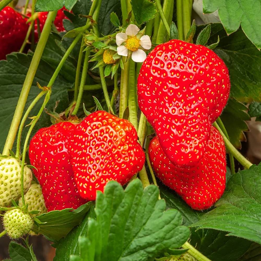 Capsun Productiv Elsanta (Fragaria Ananassa), cu fructe suculente dulci-acrisoare