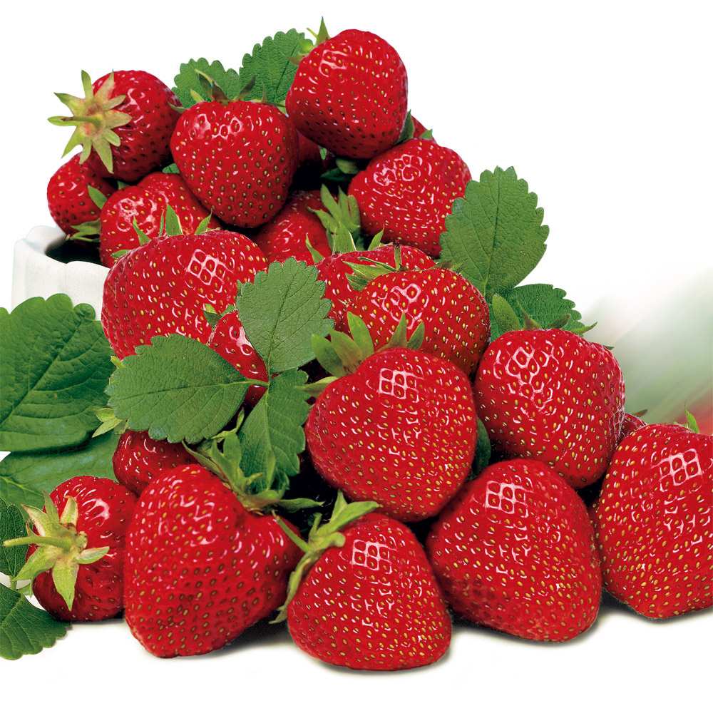 Capsun Productiv Elsanta (Fragaria Ananassa), cu fructe suculente dulci-acrisoare