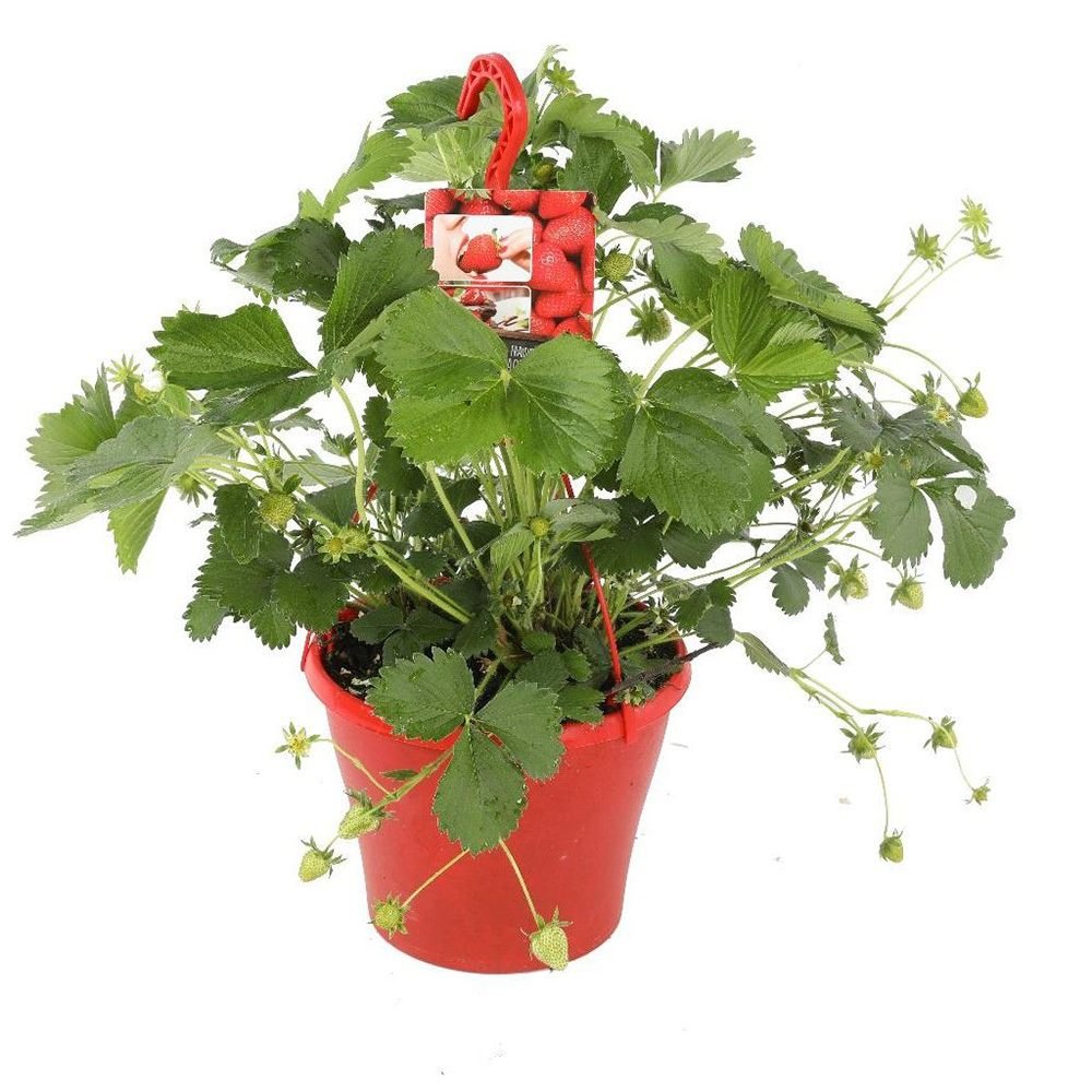 Capsun Productiv Elsanta (Fragaria Ananassa), cu fructe suculente dulci-acrisoare