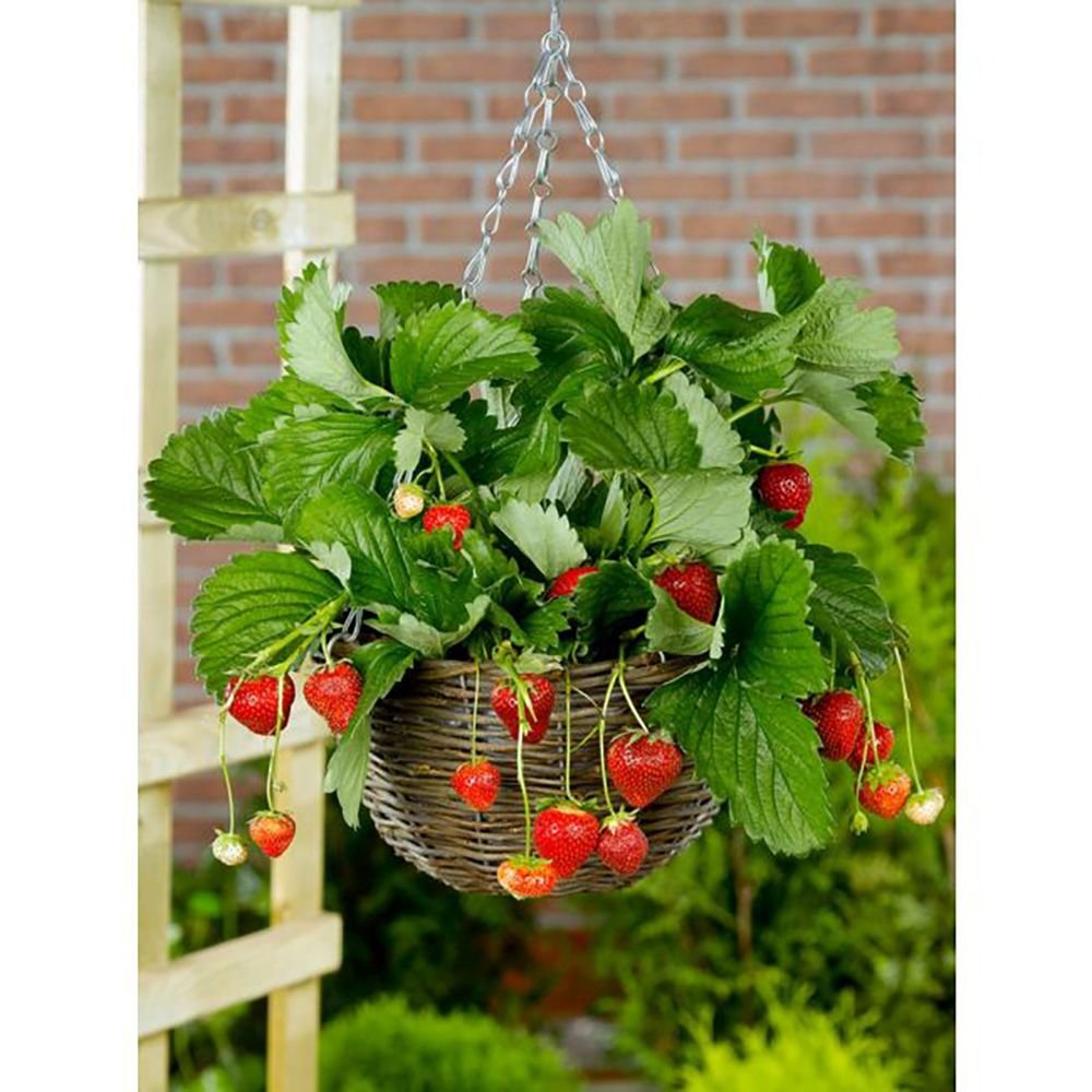 Capsun Productiv Elsanta (Fragaria Ananassa), cu fructe suculente dulci-acrisoare