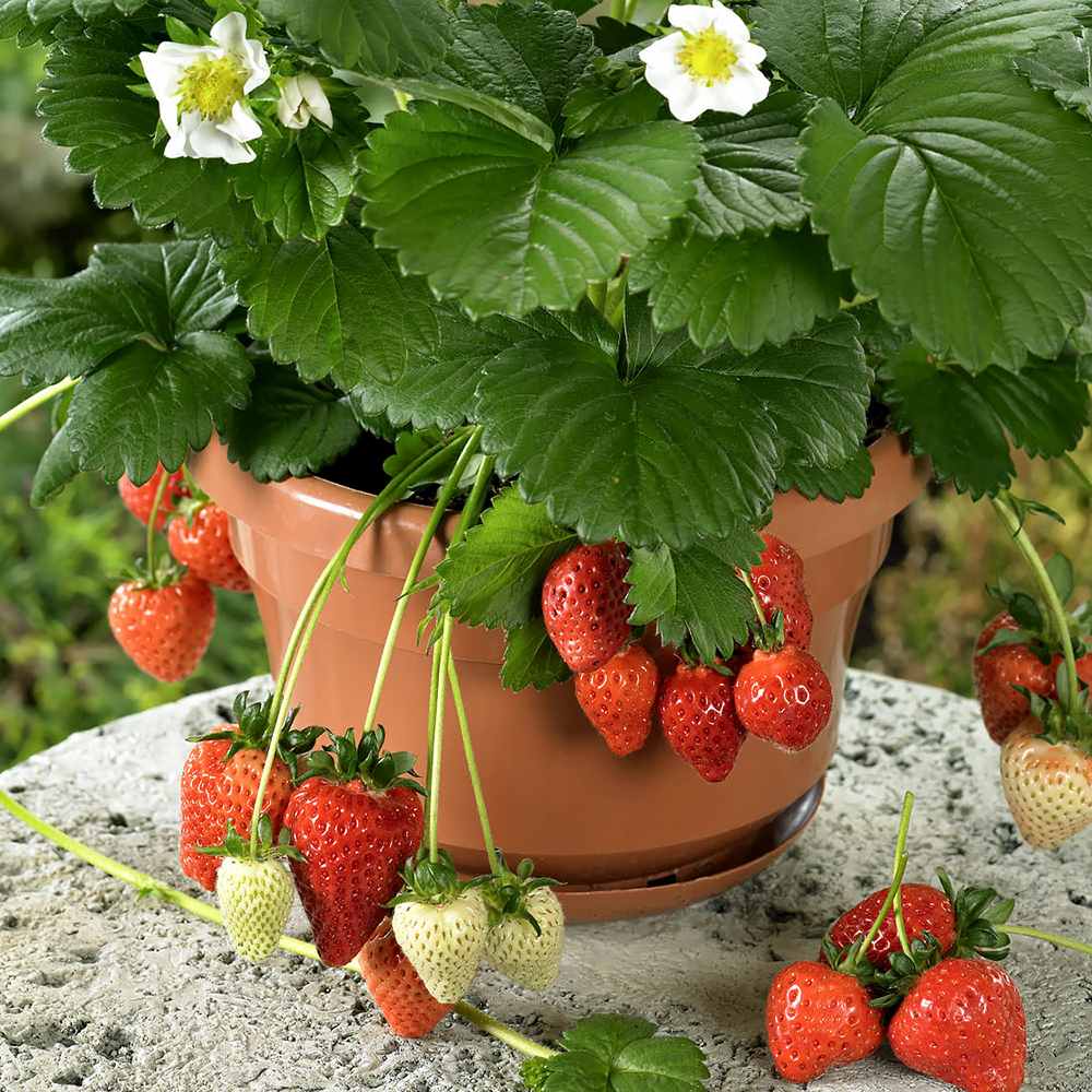 Capsun Remontant Catarator Beltran (Fragaria Ananassa), cu fructe foarte dulci