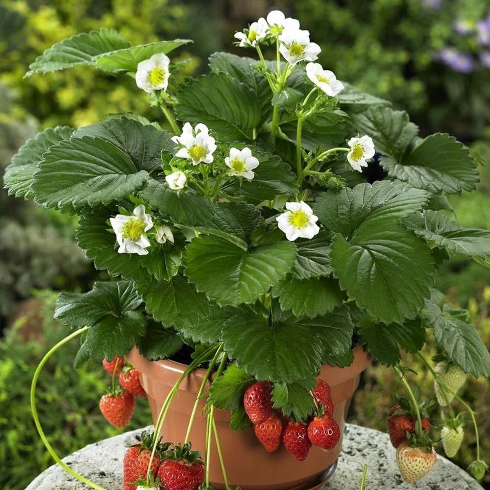 Capsun Remontant Catarator Beltran (Fragaria Ananassa), cu fructe foarte dulci