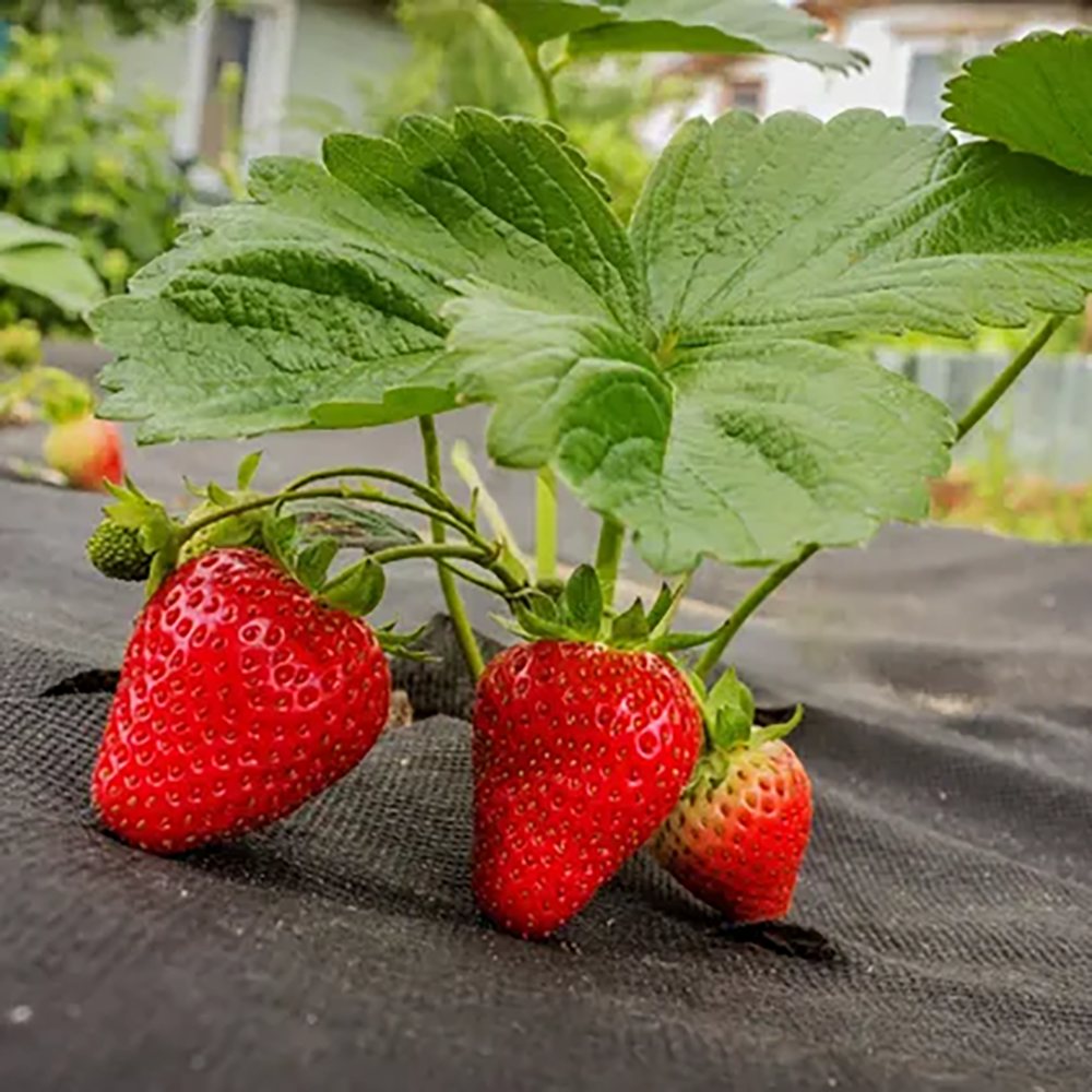 Capsun Remontant Catarator Beltran (Fragaria Ananassa), cu fructe foarte dulci