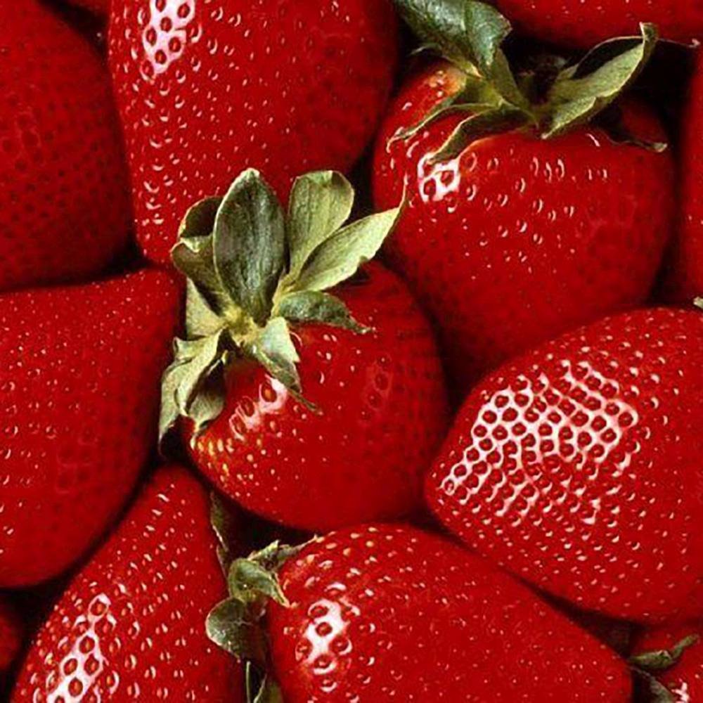 Capsun Remontant Catarator Beltran (Fragaria Ananassa), cu fructe foarte dulci