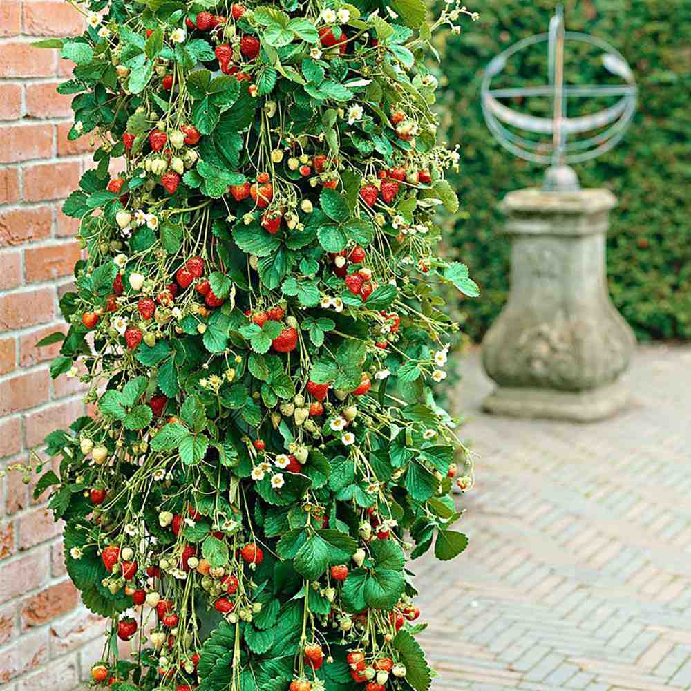 Capsun Remontant Catarator Beltran (Fragaria Ananassa), cu fructe foarte dulci