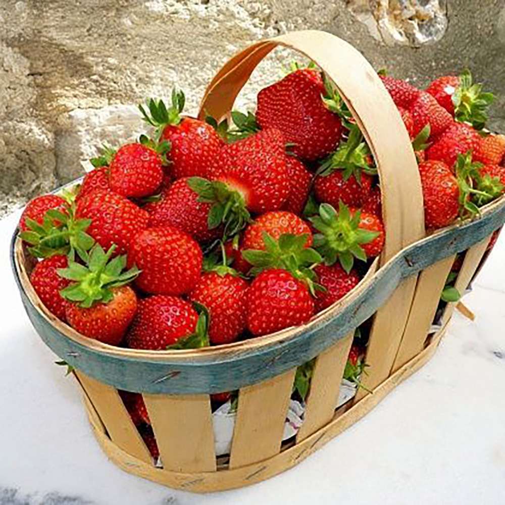 Capsun Remontant Catarator Beltran (Fragaria Ananassa), cu fructe foarte dulci