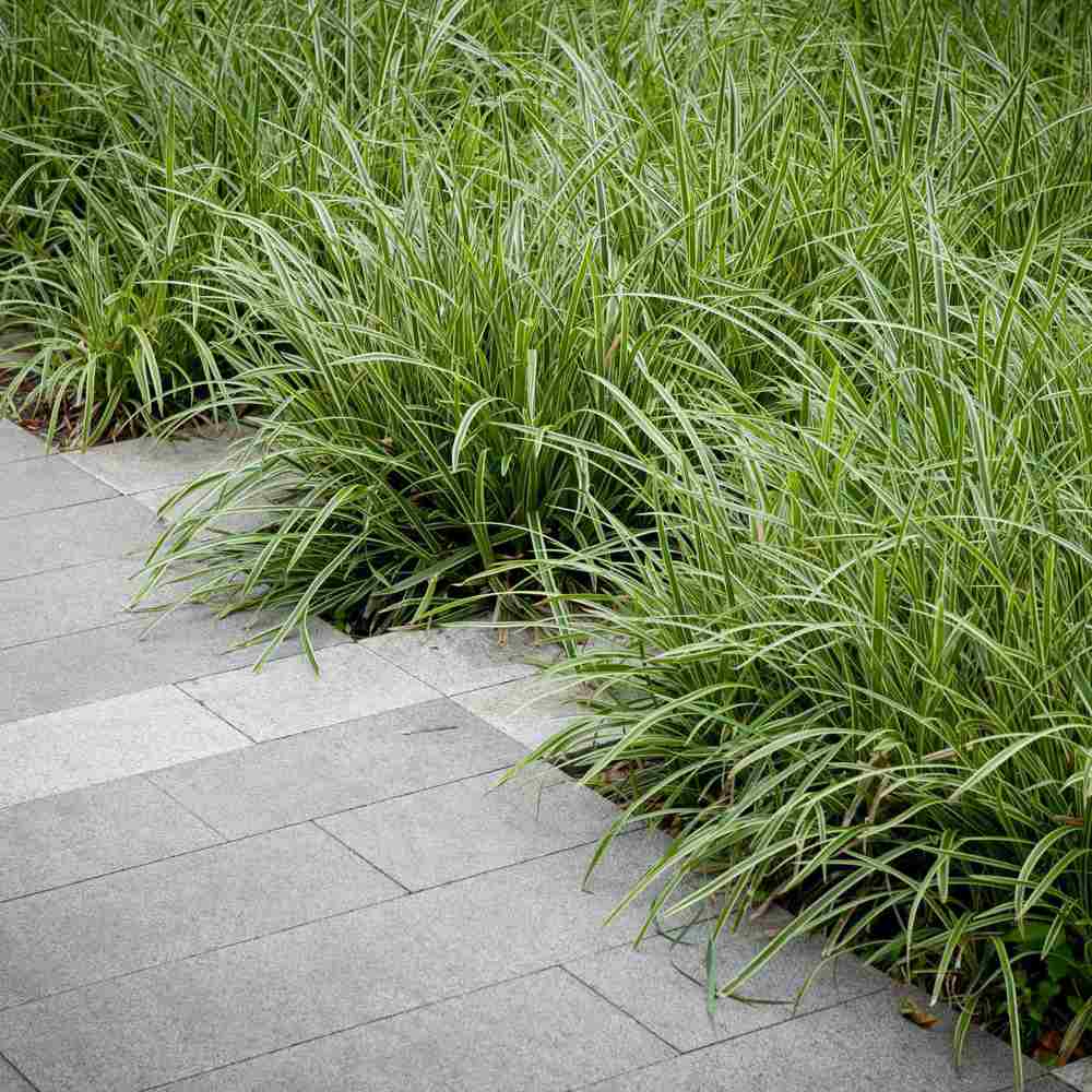 Iarba Ornamentala Carex Rogoz Ice Dance, perena bicolora, ideala pentru umbra si ghivece,semi vesnic verde