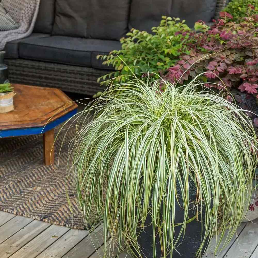 Iarba Ornamentala Carex Rogoz Feather Falls, perena curgatoare, frunze bicolore, ideala pentru ghivece si umbra, semi vesnic verde