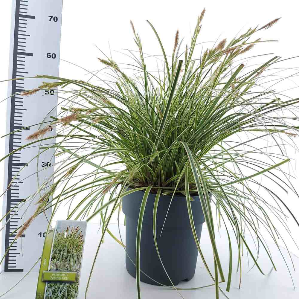 Iarba Ornamentala Carex Rogoz Feather Falls, perena curgatoare, frunze bicolore, ideala pentru ghivece si umbra, semi vesnic verde