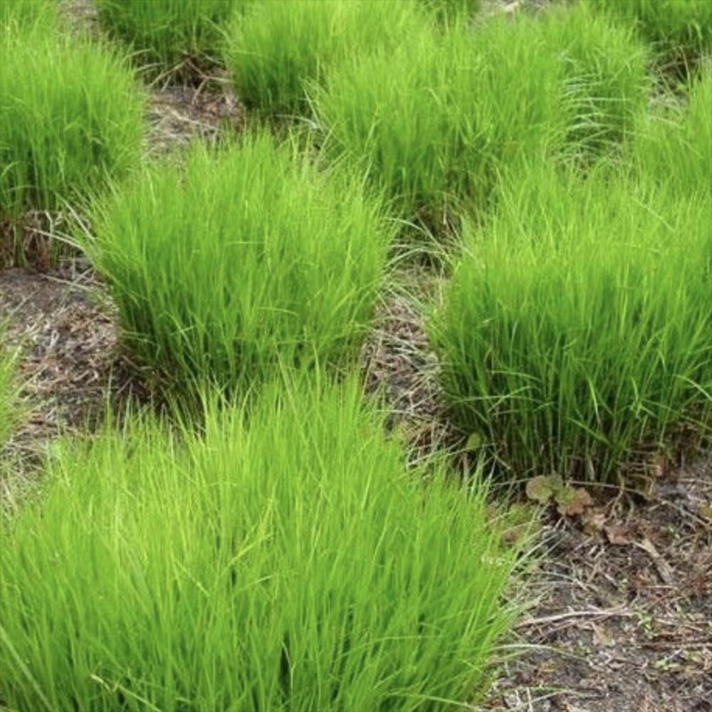 Iarba Ornamentala Rogoz Little Midge, perena pitica, ideala pentru umbra si ghivece, semi vesnic verde