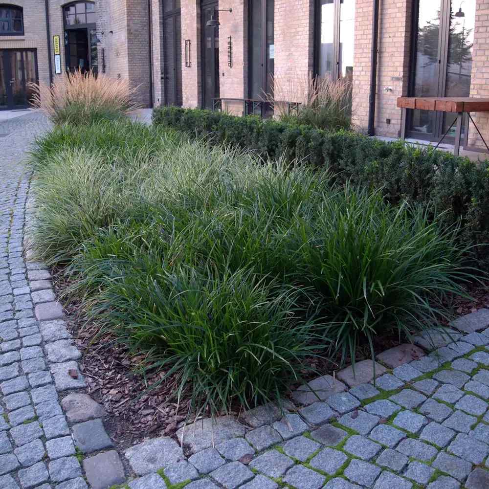 Iarba Ornamentala Carex Rogoz Irishgreen, iarba ornamentala vesnic verde, decor de umbra