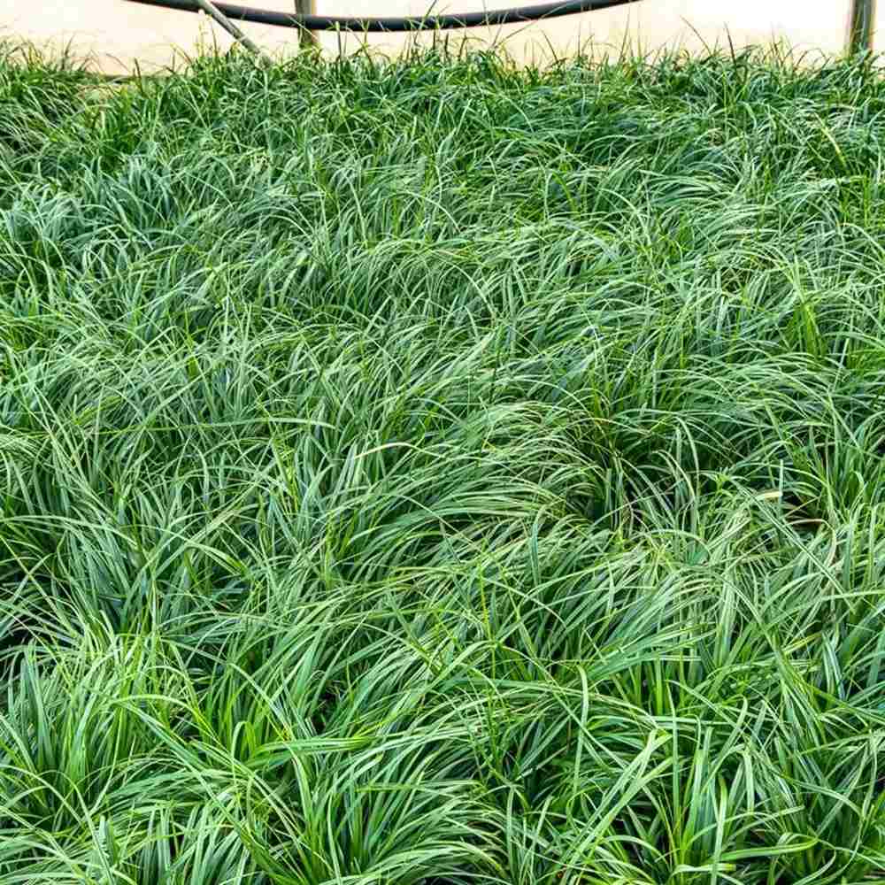 Iarba Ornamentala Carex Rogoz Irishgreen, iarba ornamentala vesnic verde, decor de umbra