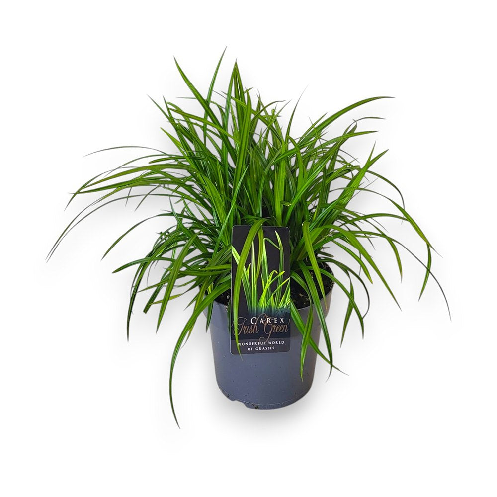 Iarba Ornamentala Carex Rogoz Irishgreen, iarba ornamentala vesnic verde, decor de umbra