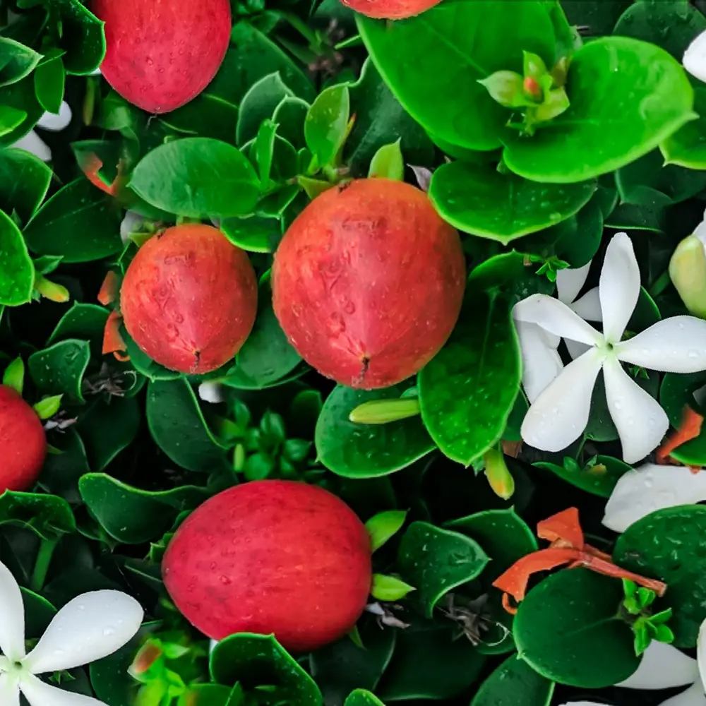 Pom Fructifer Carissa, planta in ghiveci cu fructe rosii dulci-acrisoare ideale pentru deserturi si gustari