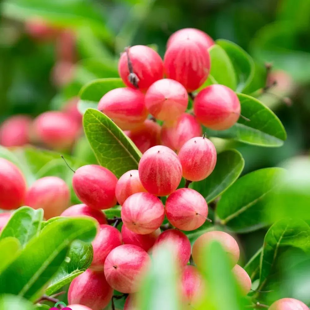 Pom Fructifer Carissa, planta in ghiveci cu fructe rosii dulci-acrisoare ideale pentru deserturi si gustari