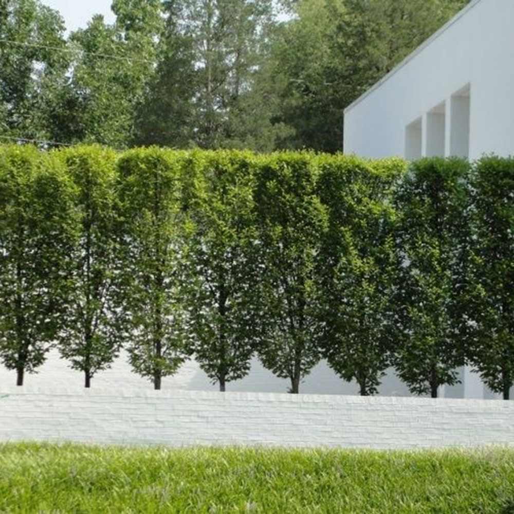 Carpen Columnar Lucas (Carpinus Betulus), carpen columnar, aspect arhitectural, coroana compacta, gradini moderne)