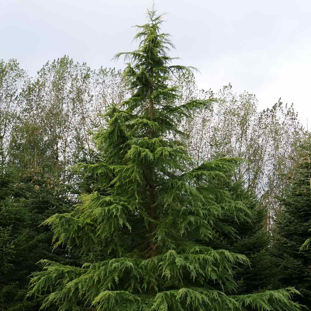 Cedru de Himalaya Albastru (Cedrus Deodara), conifer ornamental cu ace verde-albastrui moi si arcuite, vesnic verde, crestere rapida