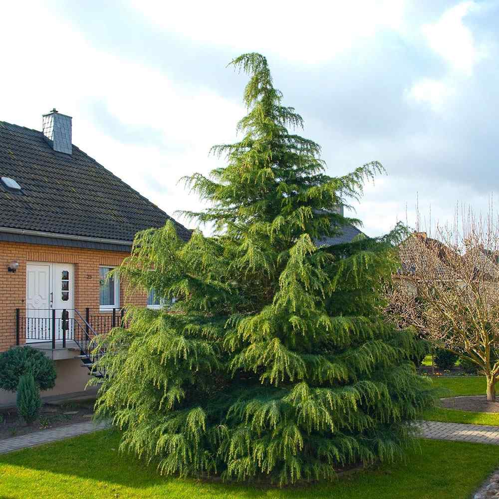 Cedru de Himalaya Albastru (Cedrus Deodara), conifer ornamental cu ace verde-albastrui moi si arcuite, vesnic verde, crestere rapida