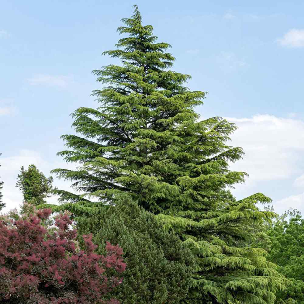 Cedru de Himalaya Albastru (Cedrus Deodara), conifer ornamental cu ace verde-albastrui moi si arcuite, vesnic verde, crestere rapida