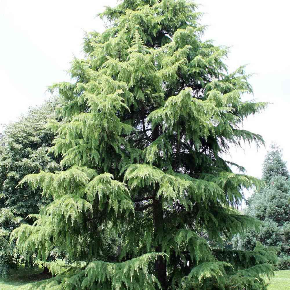 Cedru de Himalaya Albastru (Cedrus Deodara), conifer ornamental cu ace verde-albastrui moi si arcuite, vesnic verde, crestere rapida