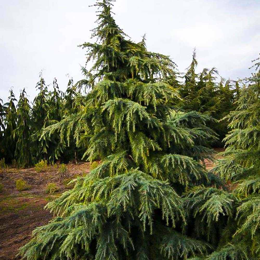 Cedru de Himalaya Albastru (Cedrus Deodara), conifer ornamental cu ace verde-albastrui moi si arcuite, vesnic verde, crestere rapida