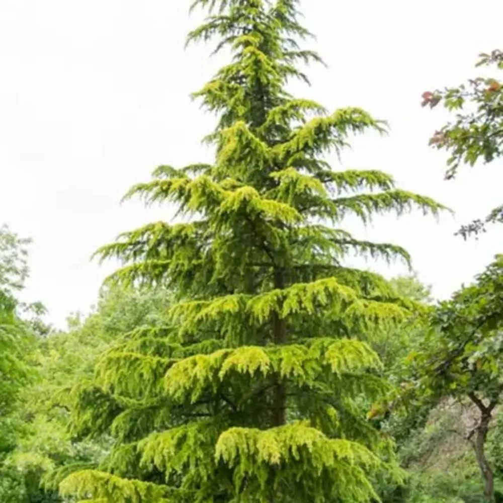 Cedru de Himalaya Auriu (Cedrus Deodara Aurea), conifer ornamental cu ace moi arcuite aurii, vesnic verde, crestere rapida