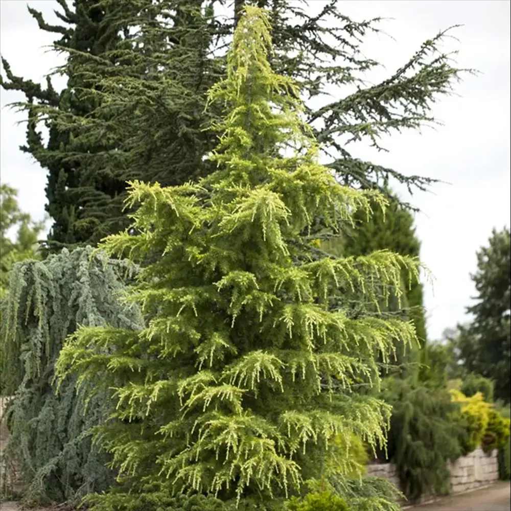 Cedru de Himalaya Auriu (Cedrus Deodara Aurea), conifer ornamental cu ace moi arcuite aurii, vesnic verde, crestere rapida
