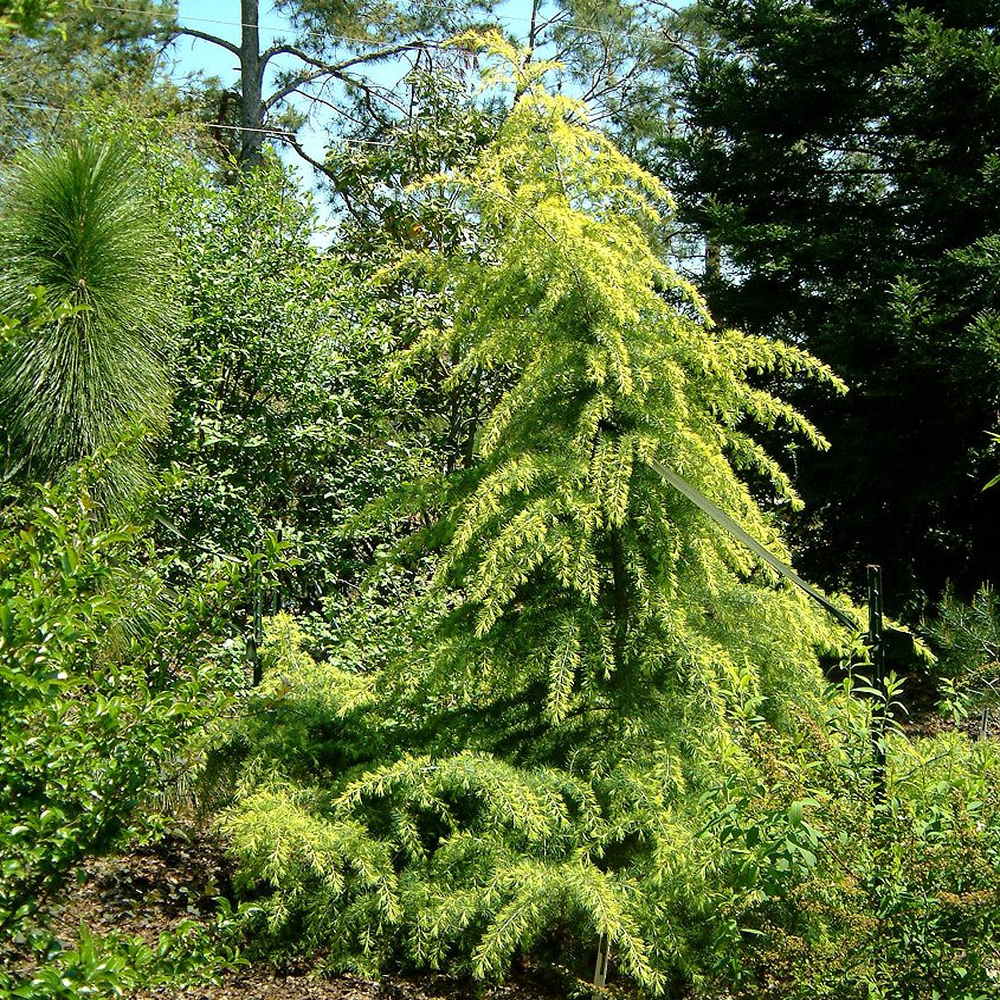 Cedru Pitic de Himalaya Lime Glow (Cedrus Deodara), conifere cu ace luminoase galben-verzui, vesnic verde