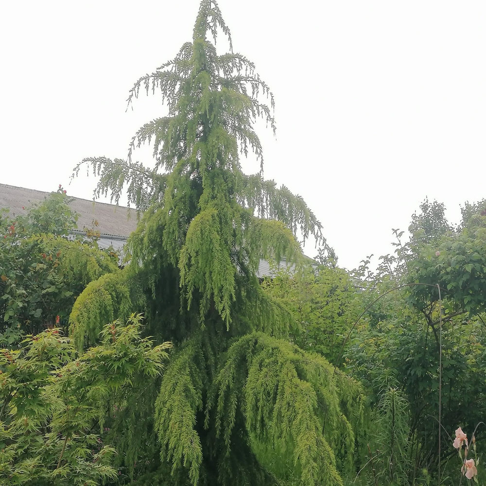 Cedru Pitic de Himalaya Lime Glow (Cedrus Deodara), conifere cu ace luminoase galben-verzui, vesnic verde