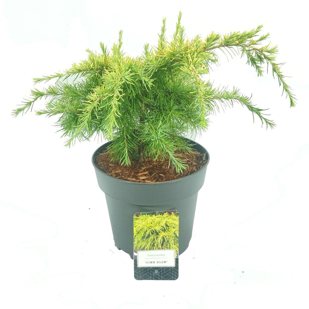 Cedru Pitic de Himalaya Lime Glow (Cedrus Deodara), conifere cu ace luminoase galben-verzui, vesnic verde