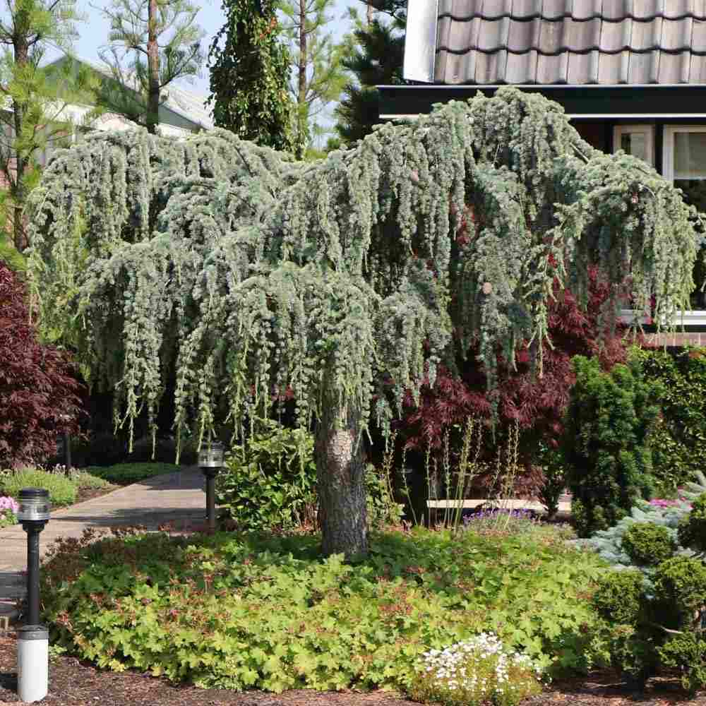 Cedru albastru Glauca Atlantica (Pendula), conifer curgator cu ace albastre-argintii, vesnic verde, forma eleganta