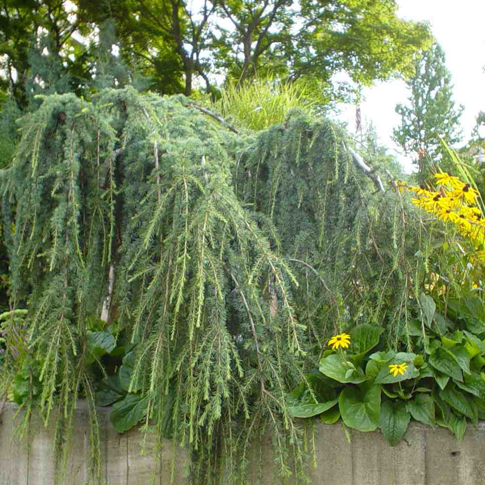 Cedru albastru Glauca Atlantica (Pendula), conifer curgator cu ace albastre-argintii, vesnic verde, forma eleganta