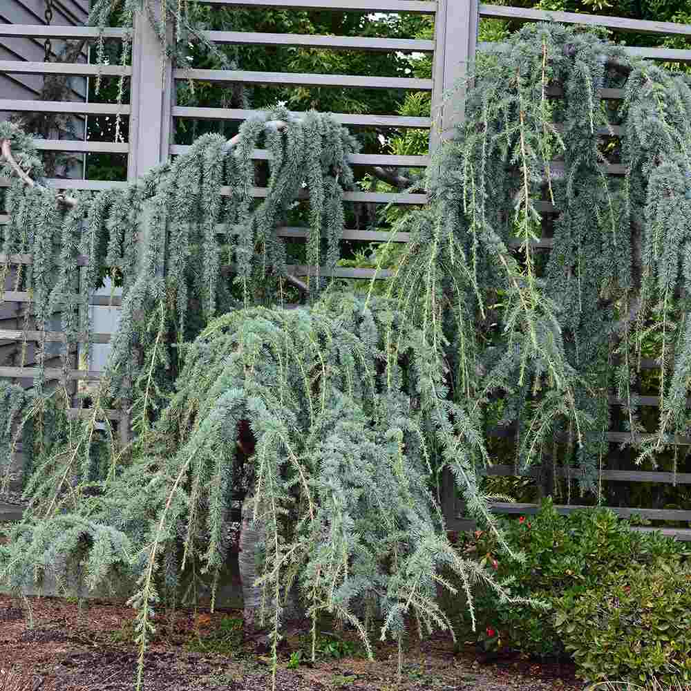 Cedru albastru Glauca Atlantica (Pendula), conifer curgator cu ace albastre-argintii, vesnic verde, forma eleganta