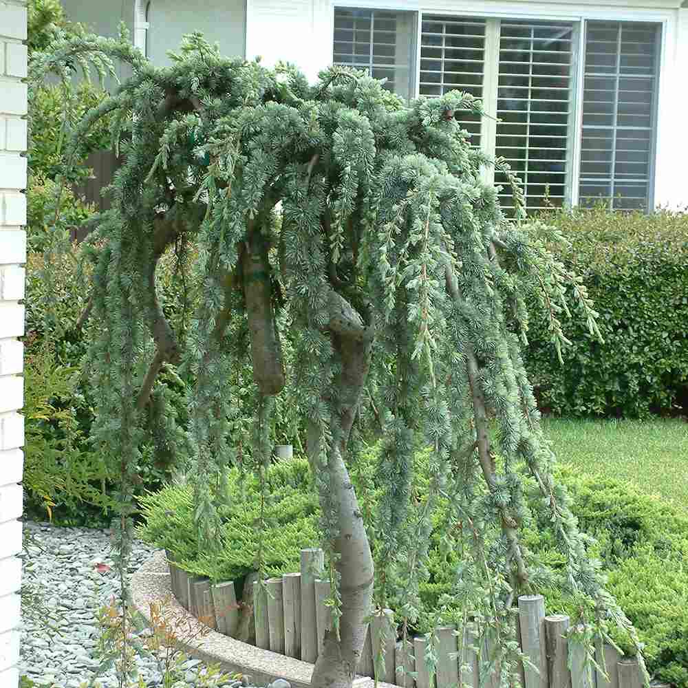 Cedru albastru Glauca Atlantica (Pendula), conifer curgator cu ace albastre-argintii, vesnic verde, forma eleganta