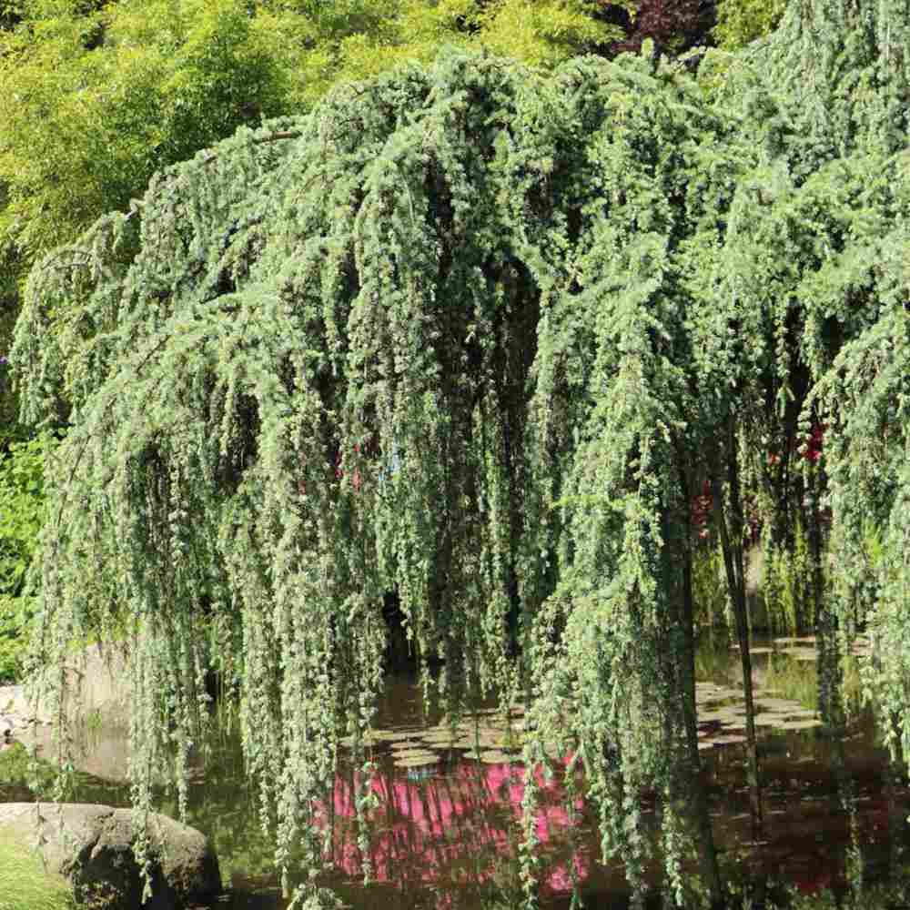 Cedru albastru Glauca Atlantica (Pendula), conifer curgator cu ace albastre-argintii, vesnic verde, forma eleganta
