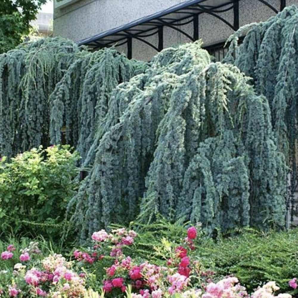Cedru albastru Glauca Atlantica (Pendula), conifer curgator cu ace albastre-argintii, vesnic verde, forma eleganta