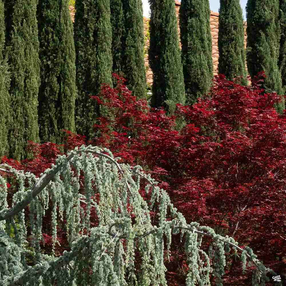 Cedru albastru Glauca Atlantica (Pendula), conifer curgator cu ace albastre-argintii, vesnic verde, forma eleganta
