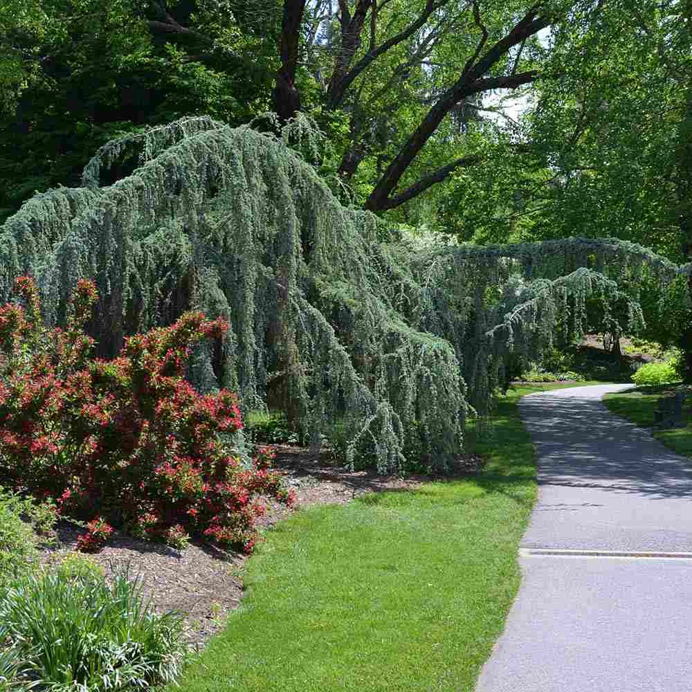 Cedru albastru Glauca Atlantica (Pendula), conifer curgator cu ace albastre-argintii, vesnic verde, forma eleganta