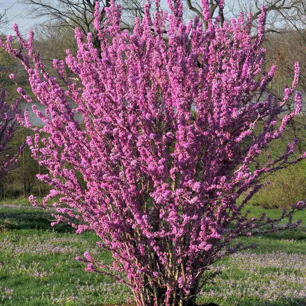 Arborele lui Iuda (Cercis Avondale), arbore ornamental cu flori roz-violet, cu inflorire direct pe ramuri, compact, rezistent la ger