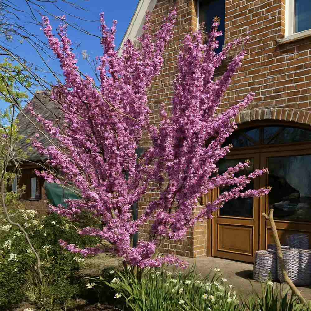 Arborele lui Iuda (Cercis Avondale), arbore ornamental cu flori roz-violet, cu inflorire direct pe ramuri, compact, rezistent la ger