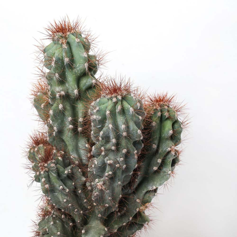 Cactus Monstrul Peruvian, 20-30 cm, forme neregulate, unice, aspect sculptural, usor de ingrijit, ghiveci mare