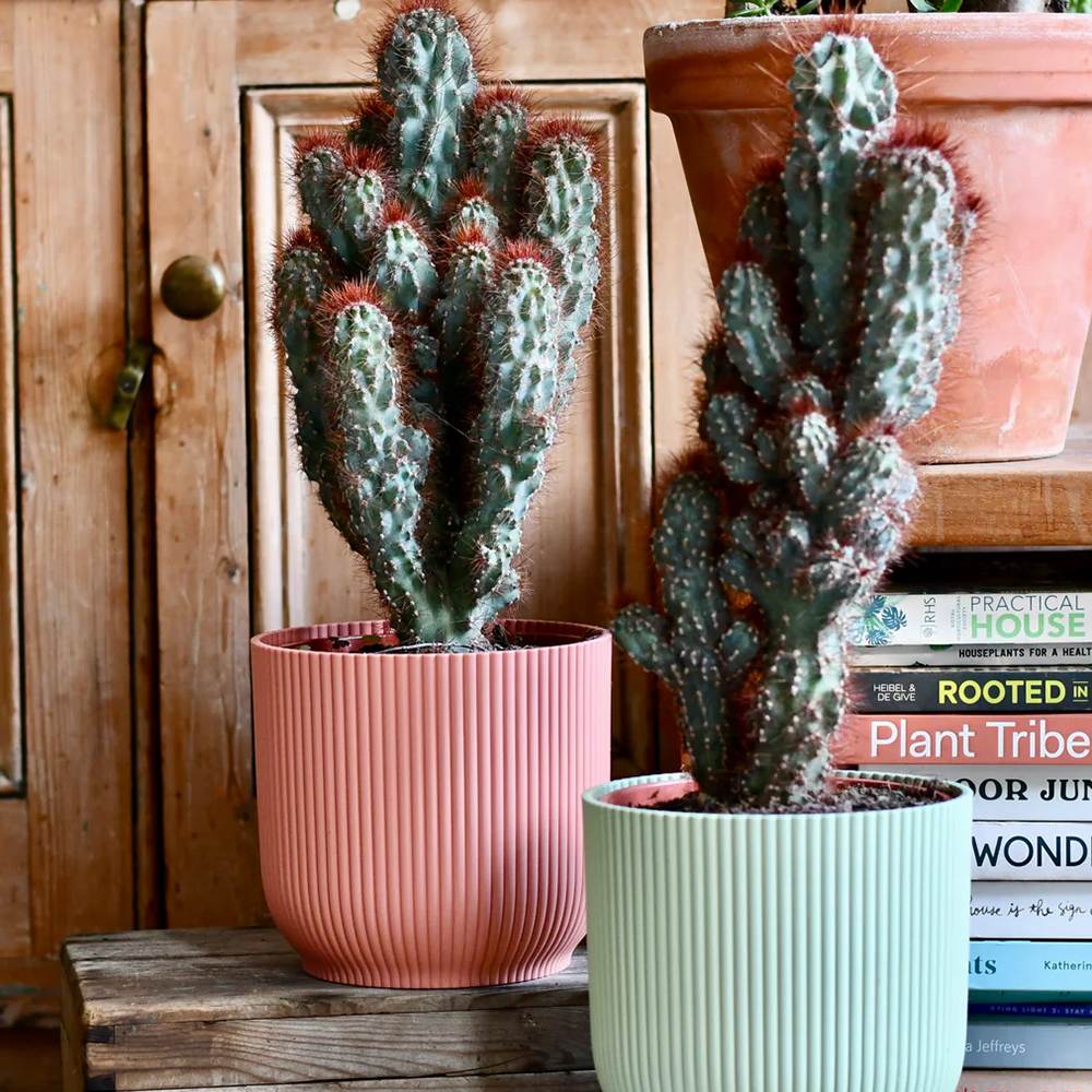 Cactus Monstrul Peruvian, 20-30 cm, forme neregulate, unice, aspect sculptural, usor de ingrijit, ghiveci mare