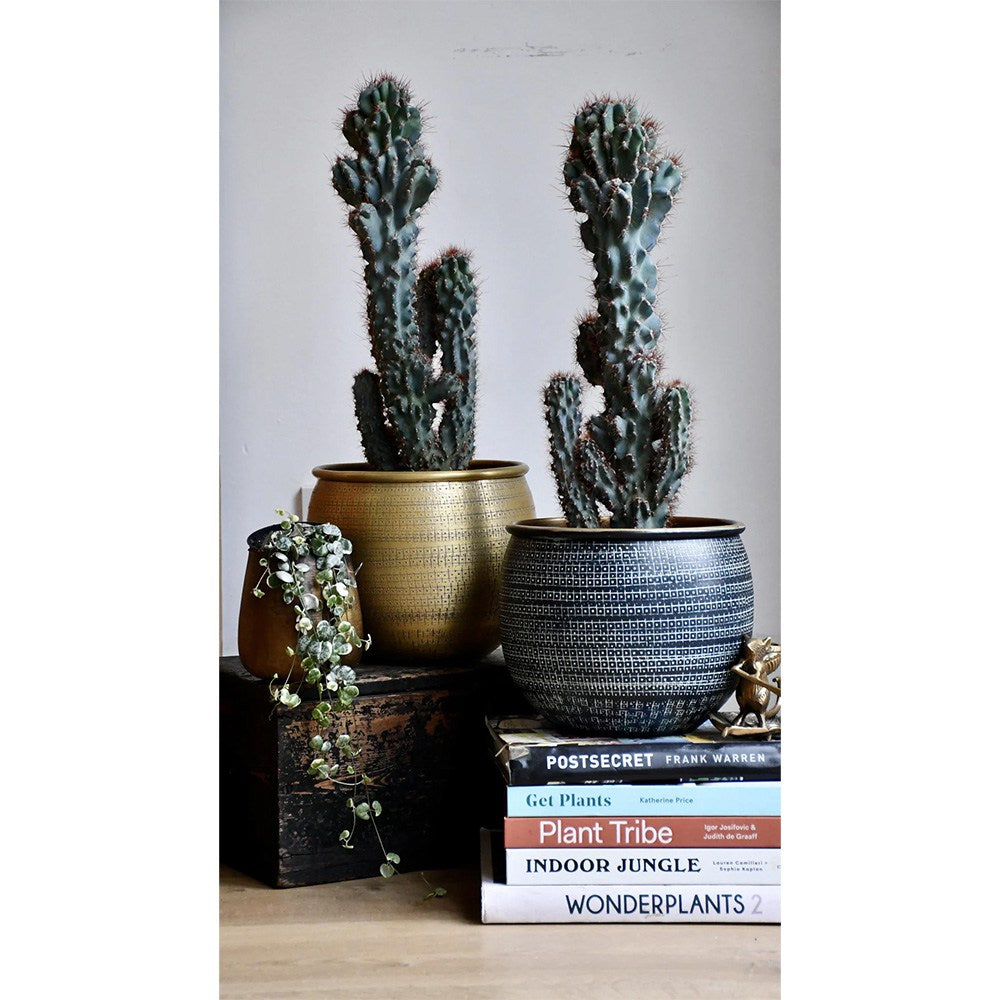 Cactus Monstrul Peruvian, 20-30 cm, forme neregulate, unice, aspect sculptural, usor de ingrijit, ghiveci mare
