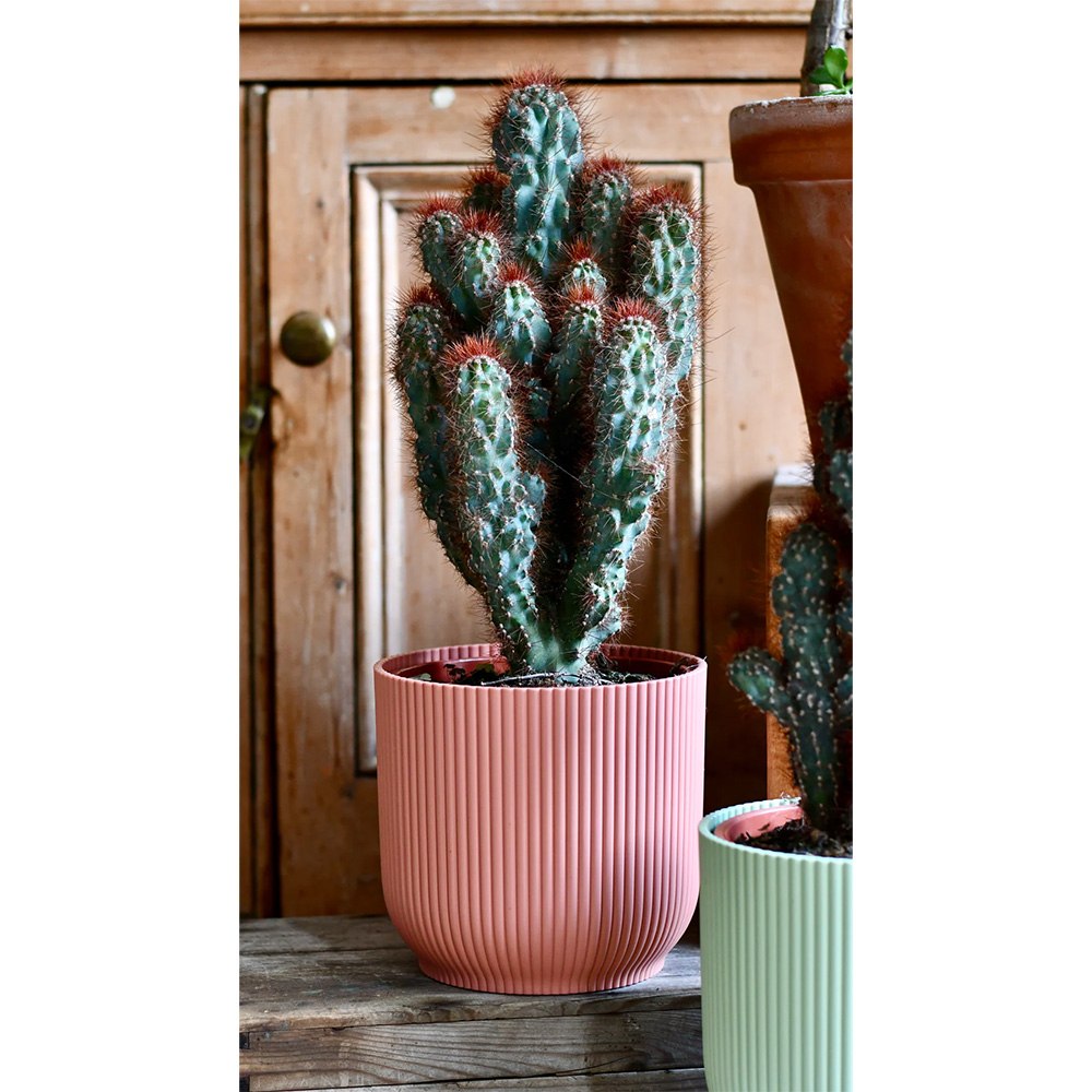 Cactus Monstrul Peruvian, 20-30 cm, forme neregulate, unice, aspect sculptural, usor de ingrijit, ghiveci mare